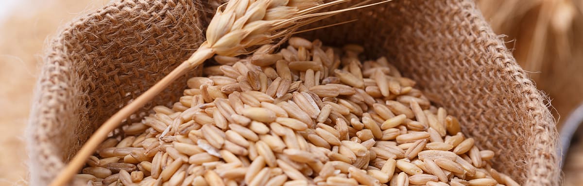 Una bolsa llena de trigo, un alimento que contiene gluten Una bolsa llena de trigo, un alimento que contiene gluten