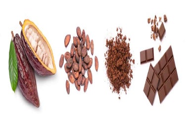 Fases del cacao. Cultura del chocolate en Venezuela.