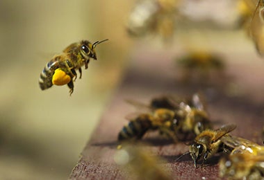 Abejas produciendo miel 