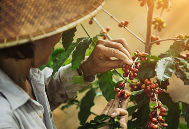 Día internacional del café granos recolectados manualmente