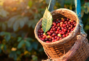 Día internacional del café granos recolectados sin despulpar