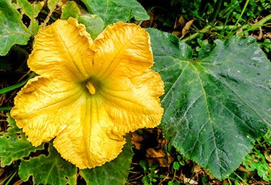 Flor de calabacín