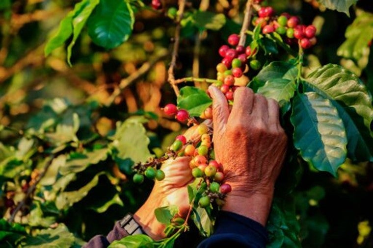 Recolectar granos en planta de café 
