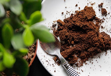 Residuos de café para hacer composta y nutrir plantas
