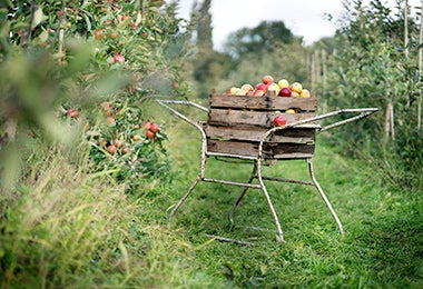 Una canasta llena de manzanas para veganos y vegetarianos.