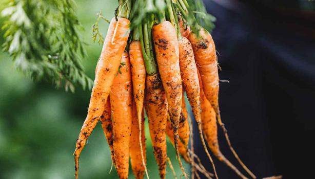 Existen muchísimas recetas con zanahoria para usarla cruda o cocinada