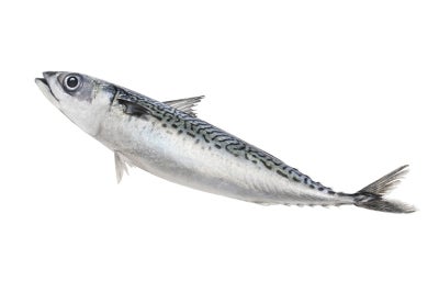 atún1 atún1