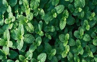 Hojas frescas de hierbas aromáticas Hojas frescas de hierbas aromáticas