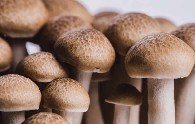 Champiñones ingredientes con sabor umami Champiñones ingredientes con sabor umami
