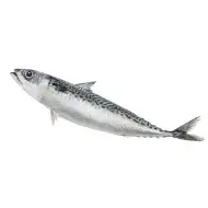 atún1