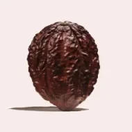 Cacao venezolano historia.